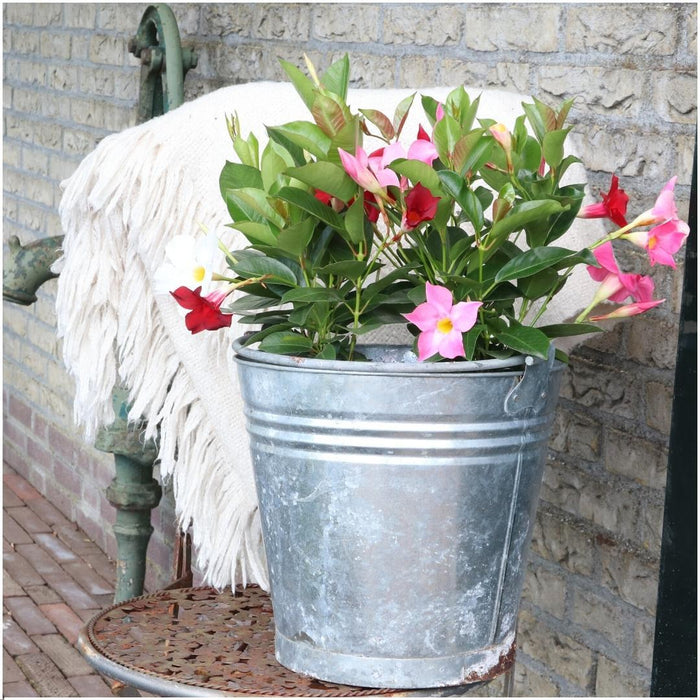 Dipladenia Rossa X 6