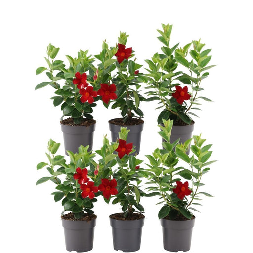 Dipladenia Rossa X 6
