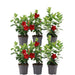 Dipladenia Rossa X 6