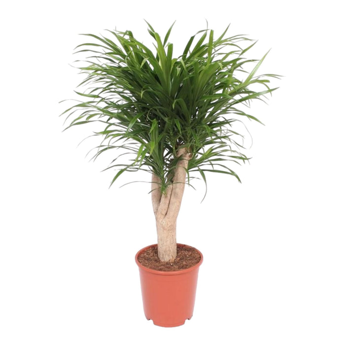 Dracena Anita