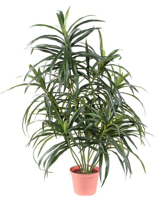 Dracena Artificiale Verde 75 Cm Per Decorazione Interni