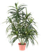 Dracena Artificiale Verde 75 Cm Per Decorazione Interni
