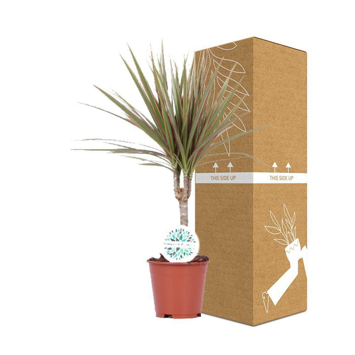 Dracena Bicolore