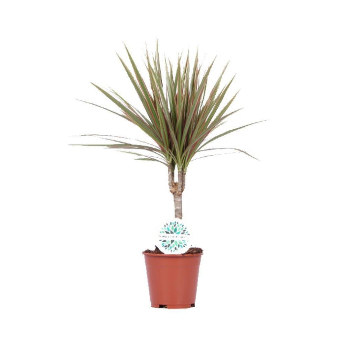 Dracena Bicolore