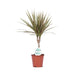 Dracena Bicolore