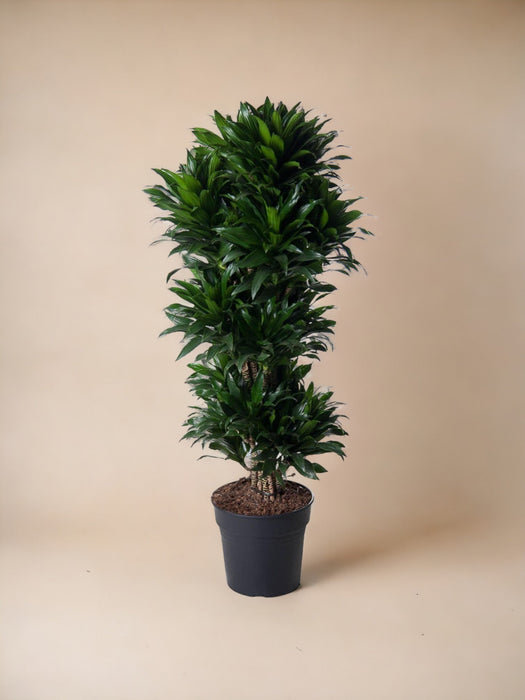 Dracena Compatta Ramificata - 140 Cm - Ø31