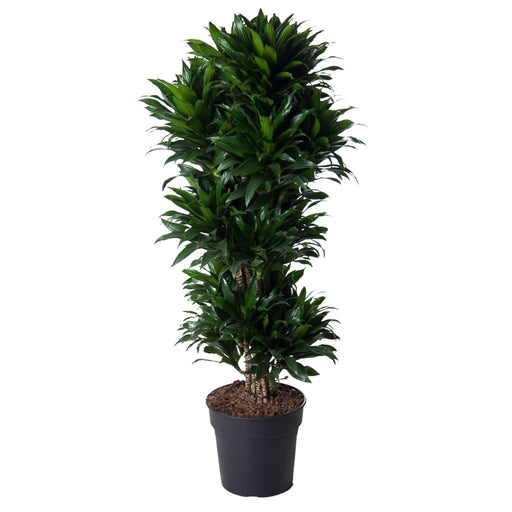 Dracena Compatta Ramificata - 140 Cm - Ø31