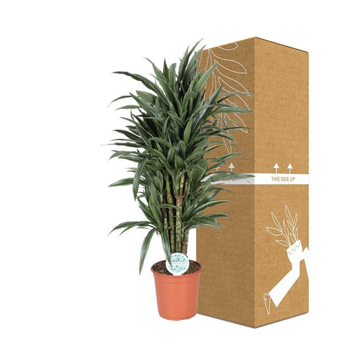 Dracena 'Deremensis Warneckei'