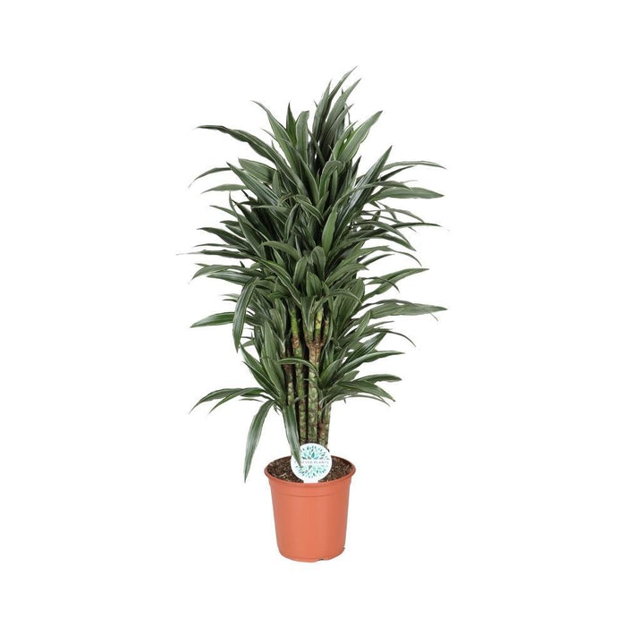 Dracena 'Deremensis Warneckei'