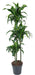 Dracena 'Dorado'