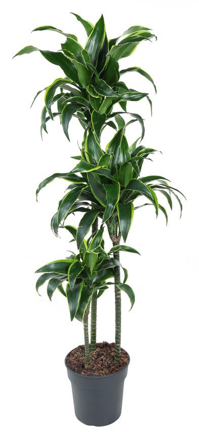 Dracena 'Dorado'