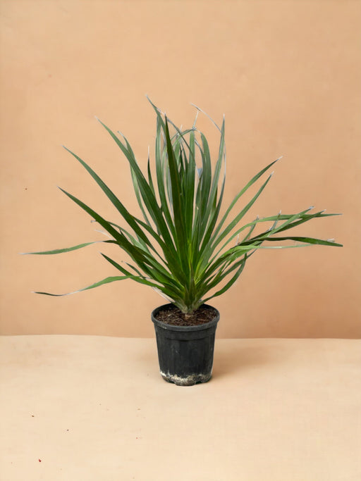 Dracena Draco