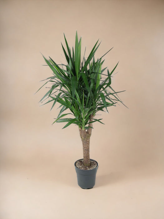 Dracena Draco