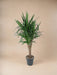 Dracena Draco