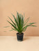 Dracena Draco