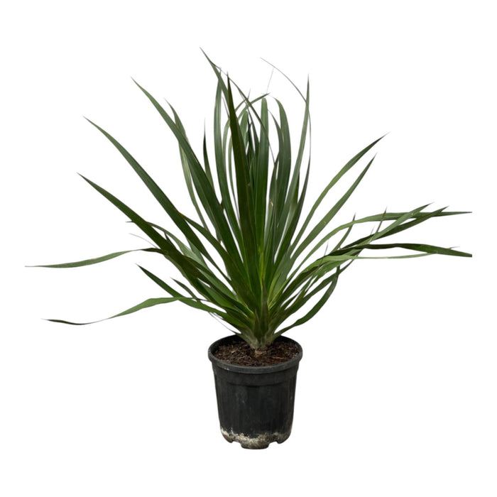 Dracena Draco