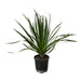 Dracena Draco