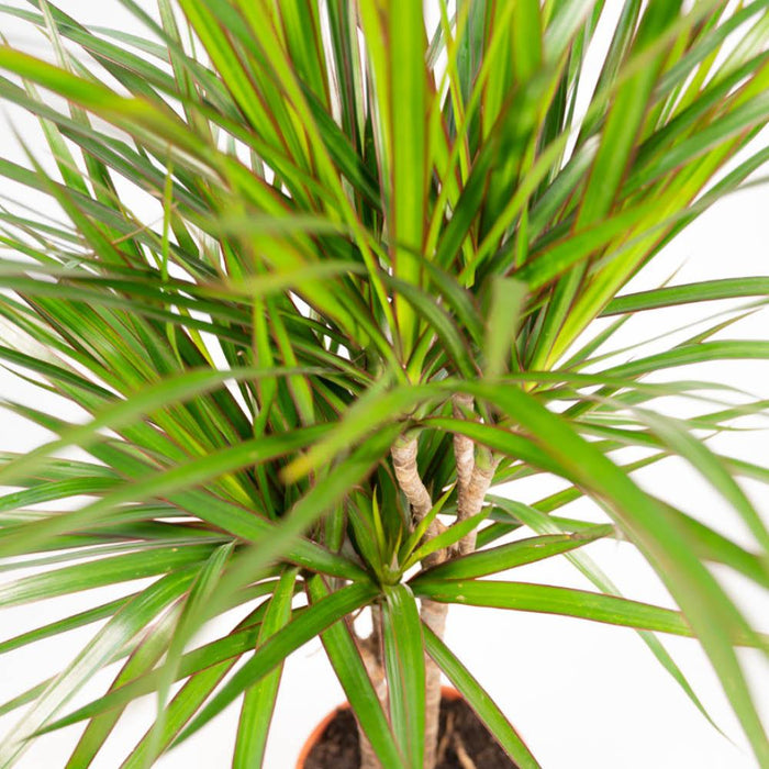Duo Di Piante Dracaena H120Cm
