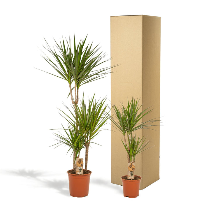 Duo Di Piante Dracaena H120Cm