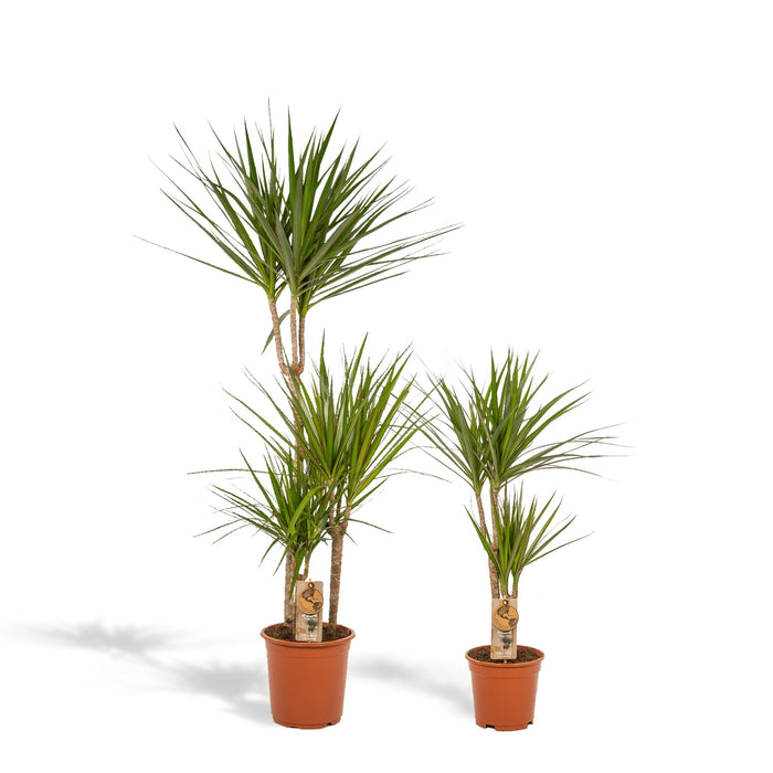 Duo Di Piante Dracaena H120Cm
