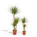 Duo Di Piante Dracaena H120Cm