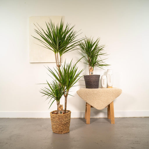 Duo Di Piante Dracaena H120Cm