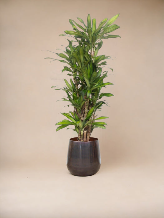 Dracena Eva
