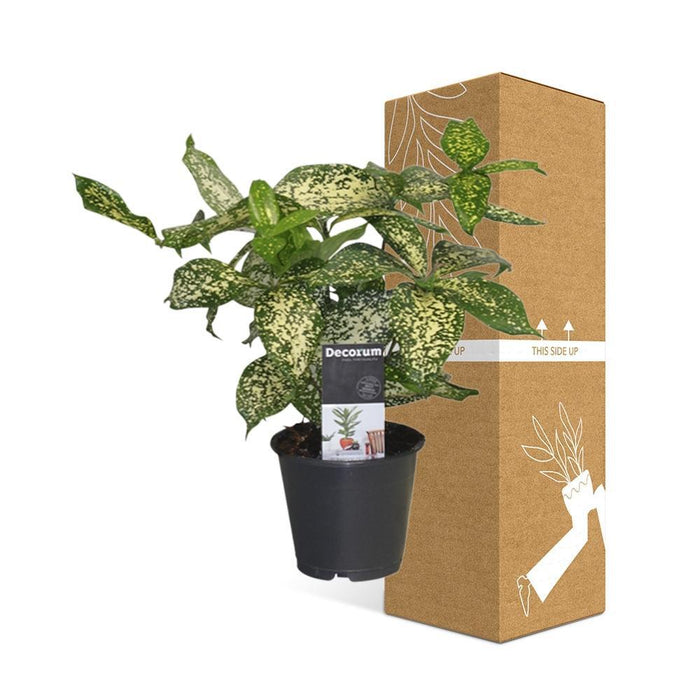 Dracena 'Godsefiana'