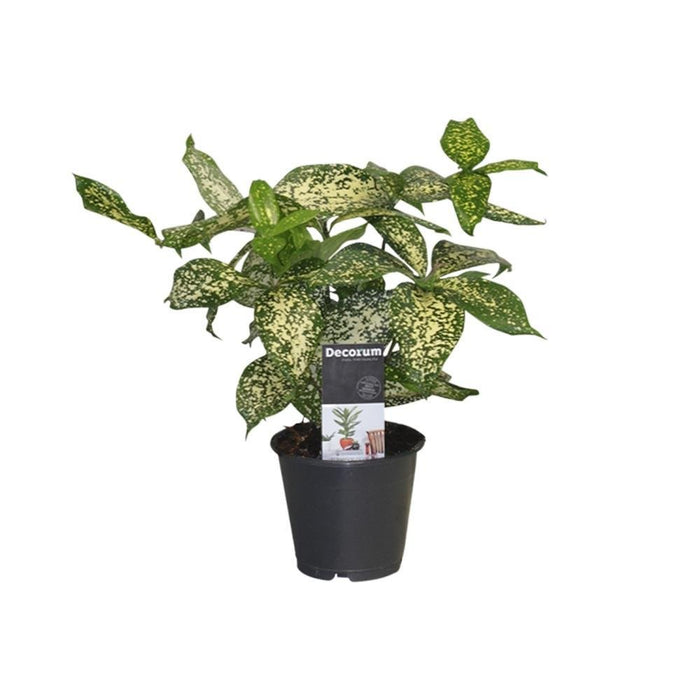 Dracena 'Godsefiana'