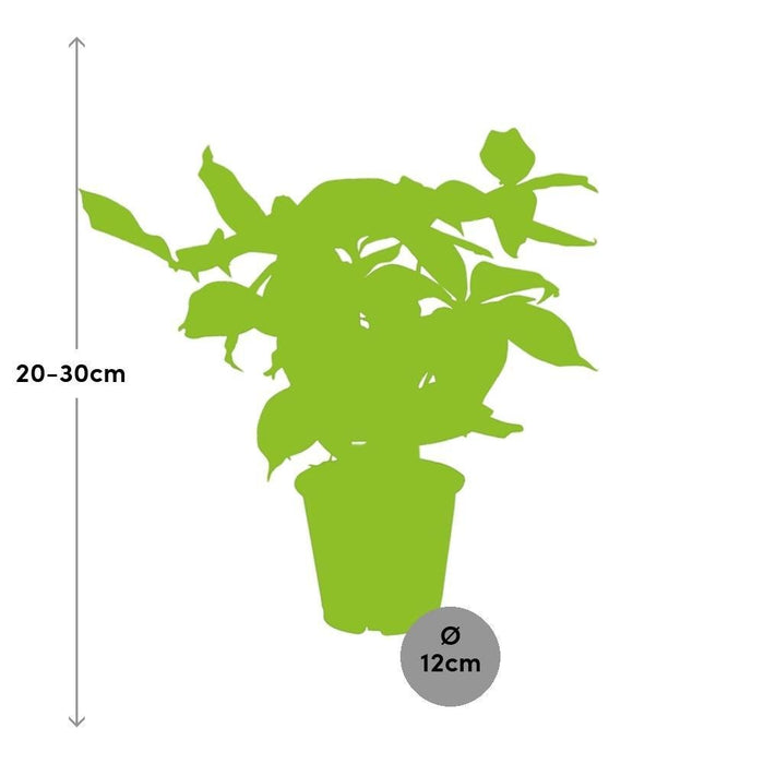 Dracena 'Godsefiana'