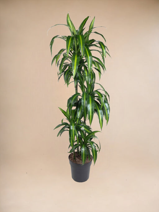 Dracena Hawaiiana - 140 Cm - Ø24