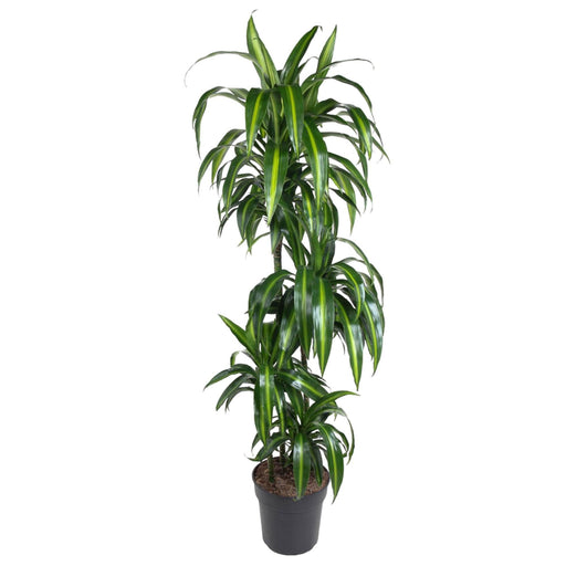 Dracena Hawaiiana - 140 Cm - Ø24