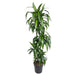 Dracena Hawaiiana - 140 Cm - Ø24