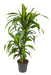 Dracena 'Hawaiiana'