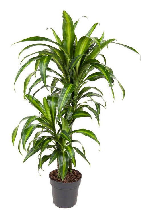 Dracena 'Hawaiiana'