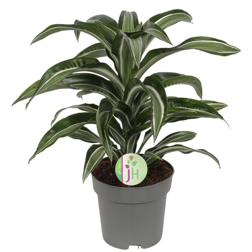 Dracaena 'Gioiello Di Giada'