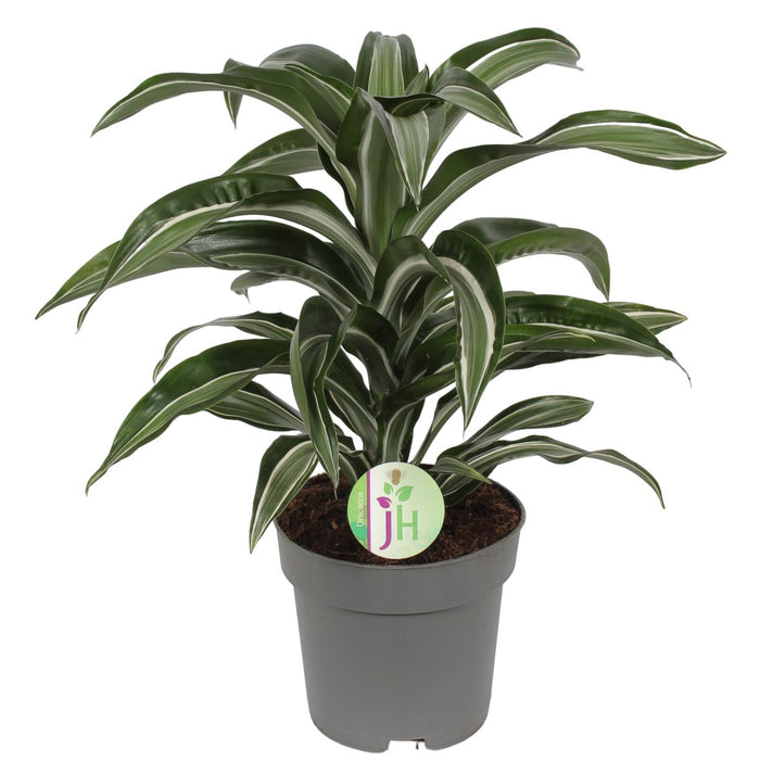 Dracaena 'Gioiello Di Giada'