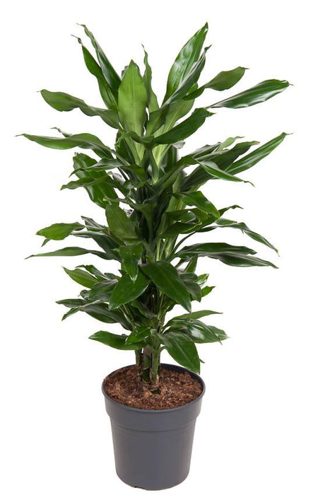 Dracena "Janet Lind"
