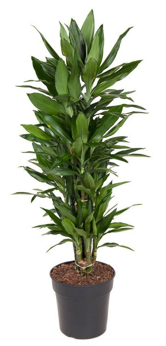 Dracena "Janet Lind"