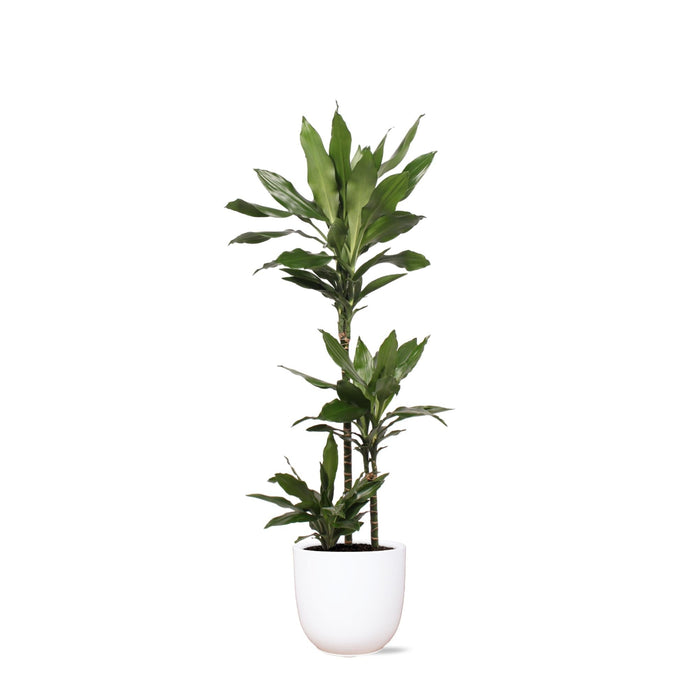 Dracaena Janet Lind E Il Suo Piatto
