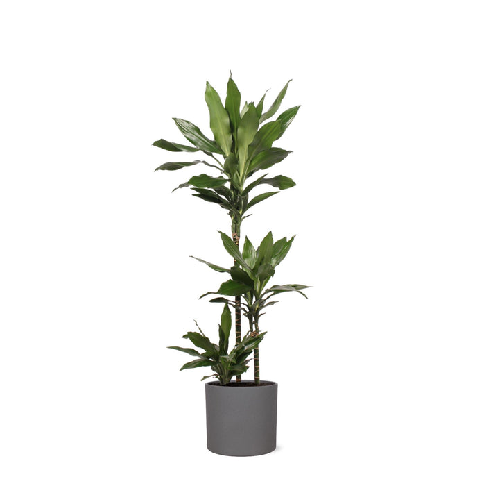 Dracaena Janet Lind E Il Suo Piatto