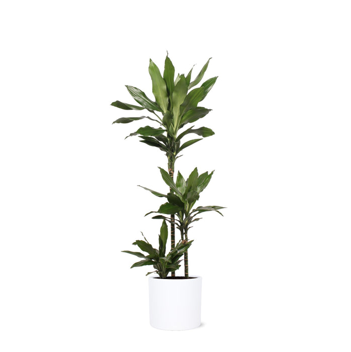 Dracaena Janet Lind E Il Suo Piatto