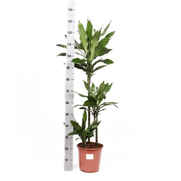 Dracaena Janet Lind E Il Suo Piatto
