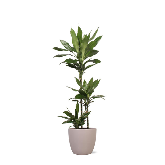 Dracaena Janet Lind E Il Suo Piatto