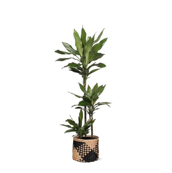 Dracaena Janet Lind E Il Suo Piatto