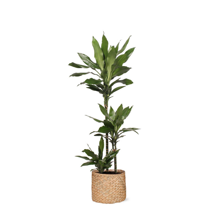 Dracaena Janet Lind E Il Suo Piatto