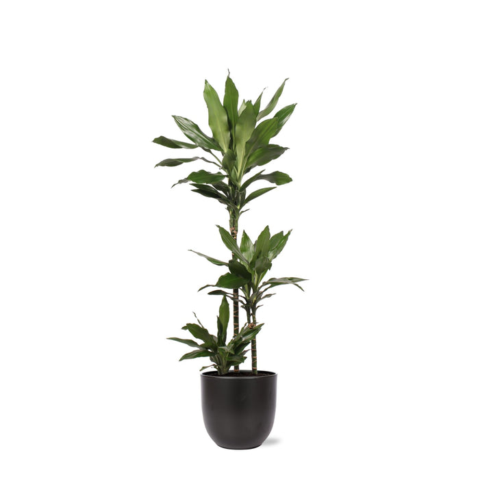 Dracaena Janet Lind E Il Suo Piatto