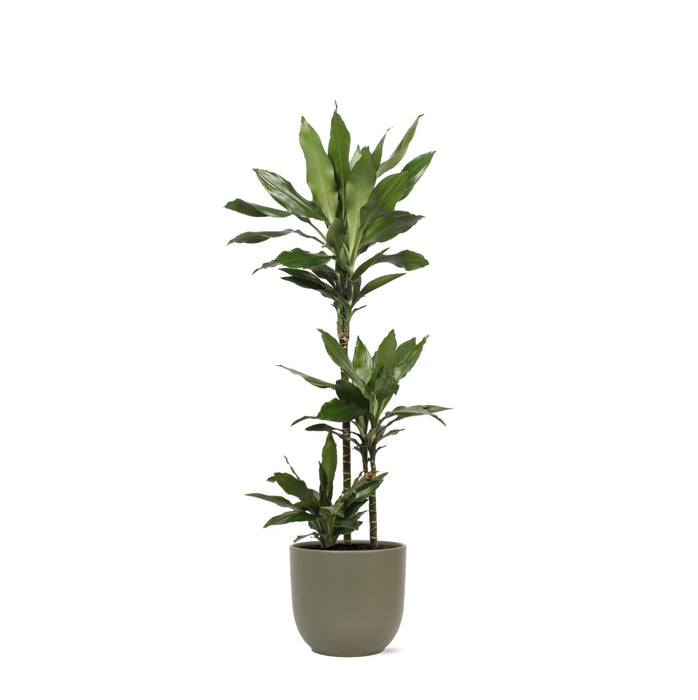 Dracaena Janet Lind E Il Suo Piatto