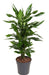 Dracena "Janet Lind"