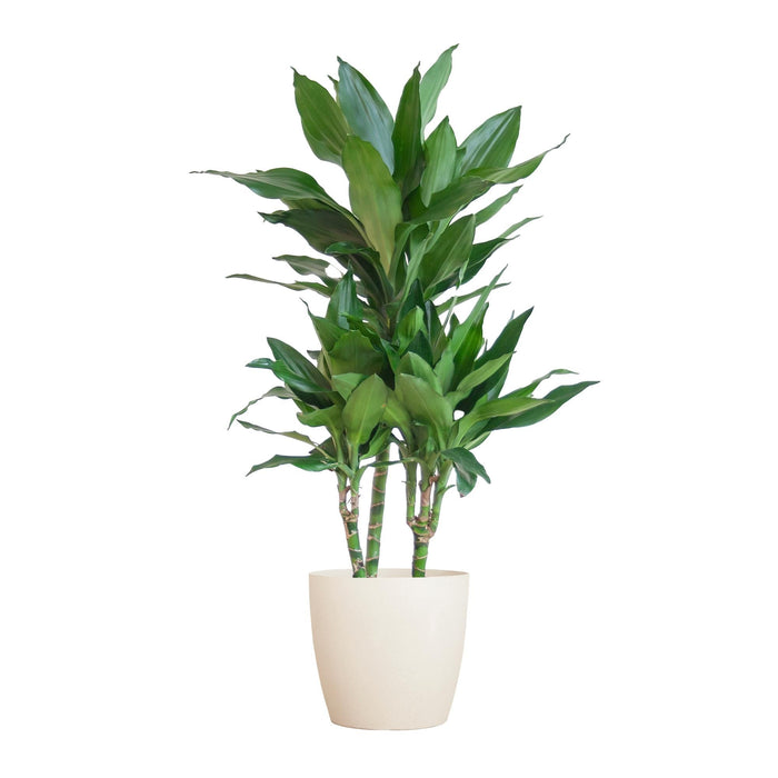 Dracaena Janet Lindt E Il Suo Vaso